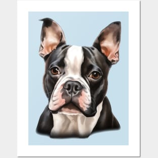 Boston Bull Terrier Portrait Posters and Art